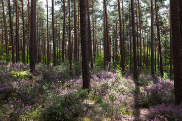 Sunlit Clearing with Blooming Heather in the Middle of the Palatinate Forest