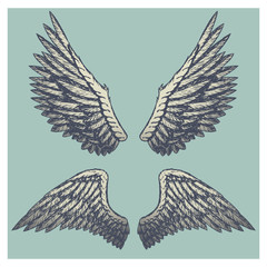 Hand drawn vector vintage illustration - naturalistic spread wings sketch.