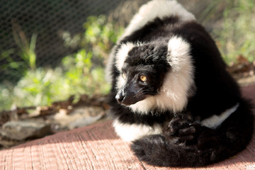 Close up portrait of a cute black and white lemur on the blurred background. Copy space for text.