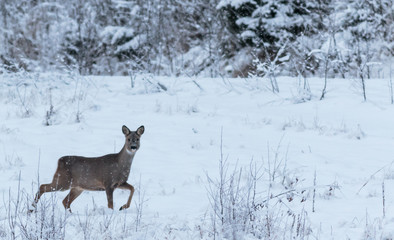 suprised roe deer