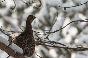 grey grouse