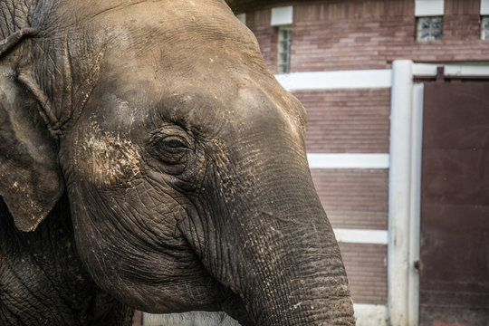 elephant in zoo
