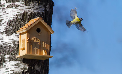 Blue tit flying away from nest box with wings spreaded