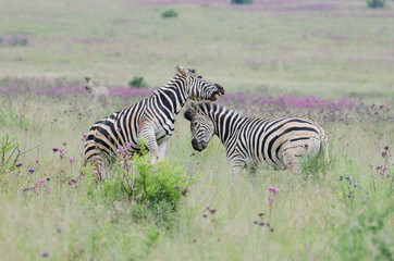 Fototapeta na wymiar Zebras fighting in the Rietvlei nature reserve