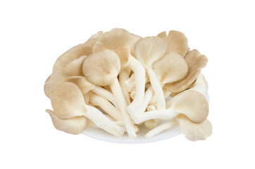 Close-up fresh oyster mushrooms on white ceramic plate isolated on white background