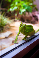 Chameleon in glass terrarium