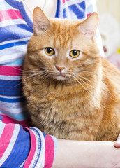 Beautiful domestic ginger orange cat Portrait looking ginger cat
