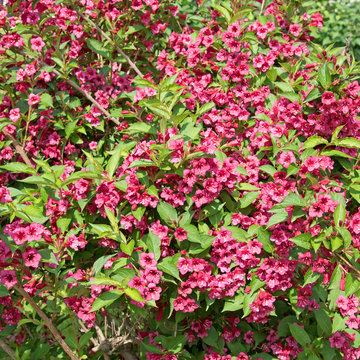 รูปภาพWeigelien เลือกดูภาพถ่ายสต็อก เวกเตอร์ และวิดีโอ114 Adobe Stock