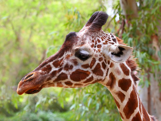 Fototapeta na wymiar Portrait of a giraffe