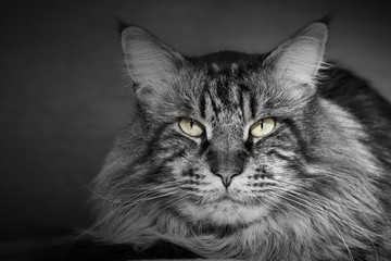 Maine coon cat in black and white with slightly colored eyes!