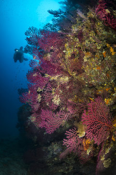 Diving Med