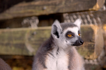 Close up portrait of a cute ring tailed lemur on the blurred background. Copy space for text.