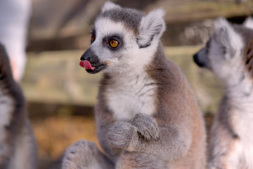 Close up portrait of a cute ring tailed lemur on the blurred background. Copy space for text.