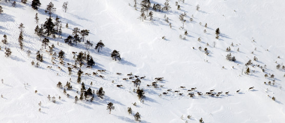 Deer in winter forest-tundra, top view