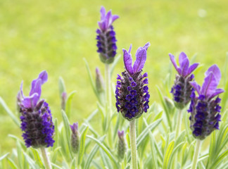 purple lavender flowers against green grass