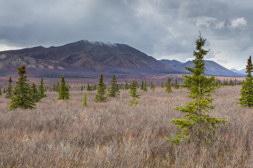 Trees in Denali National Park, Alaska, USA. 