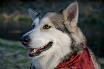 Close up malamute
