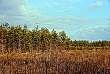 Опушка леса © butus