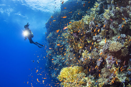 Woman scuba diving in sea