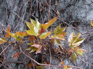 Boston ivy spring growth