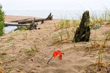 Maple seedling with red leaves on the beach at Lake Superior