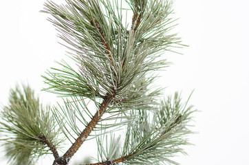 Winter Landscape, pine branch closeup.