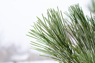 Winter landscape, pine branch close-up.