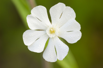 White flower of Silene latifolia or Melandrium album or white campion or bladder campion. Close-up of wildflower.