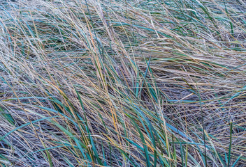 Winter Grass Macro