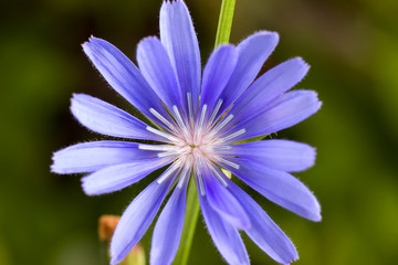 Blue flower of Common chicory or Cichorium intybus also known as blue daisy, blue dandelion, blue sailors, blue weed, bunk, coffeeweed, cornflower, hendibeh, horseweed, ragged sailors, succory