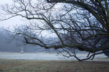 tree in mist