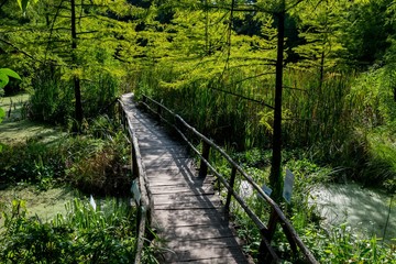 Obraz premium Arboretum w Bolestraszycach