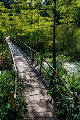 Obraz premium Arboretum w Bolestraszycach