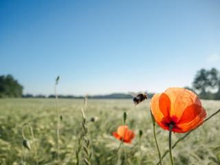 Fleißige Hummel