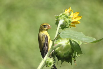 Bird Perched on a Sunflower