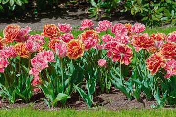 Flowerbed of Fringed Tulips