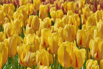 Obraz premium Flower Bed with Yellow Tulips