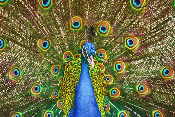 Naklejka premium Portrait Of Peacock