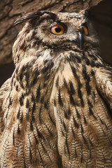 Owl Stares Towards