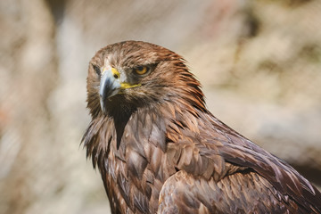 Portrait of Eagle