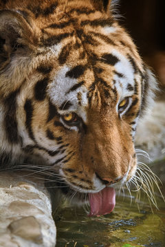Tiger Drinks Water