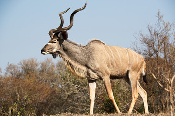 Kudu bull with large horns strolling nonchalantly to fresh grazing 