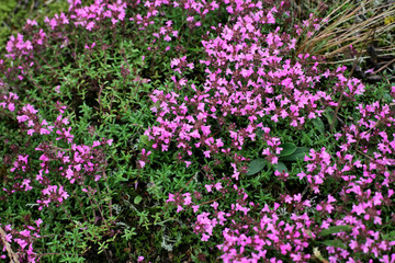 Obraz premium Thymus vulgaris a medicinal plant wild growing