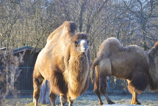 Bactrian camel (Camelus bactrianus) in the winter. In Zagreb Zoo, Croatia.
