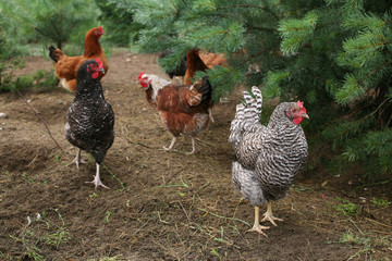 A flock of chickens in the yard of the rural natural breeding