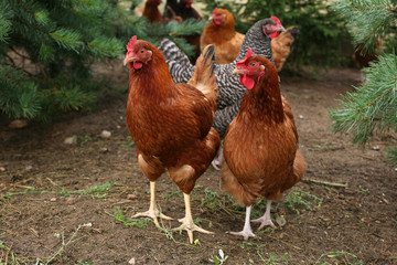 A flock of chickens in the yard of the rural natural breeding