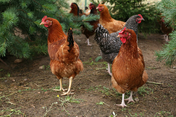 Fototapeta na wymiar A flock of chickens in the yard of the rural natural breeding