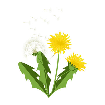Vector illustration dandelions with leaves.
