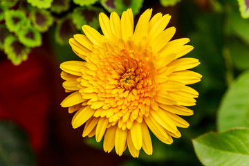 Yellow  Gerbera flower isolate on natural background