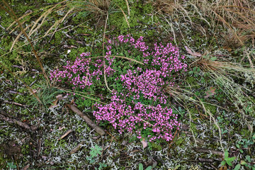 Thymus vulgaris a medicinal plant wild growing